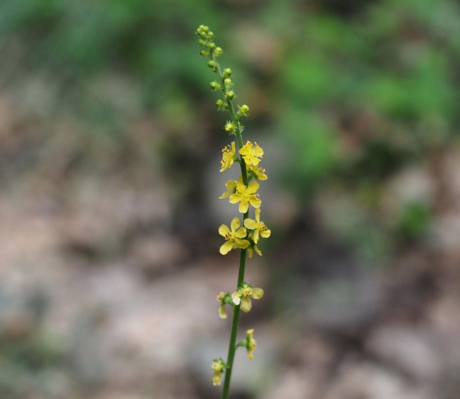 Agrimony, Common